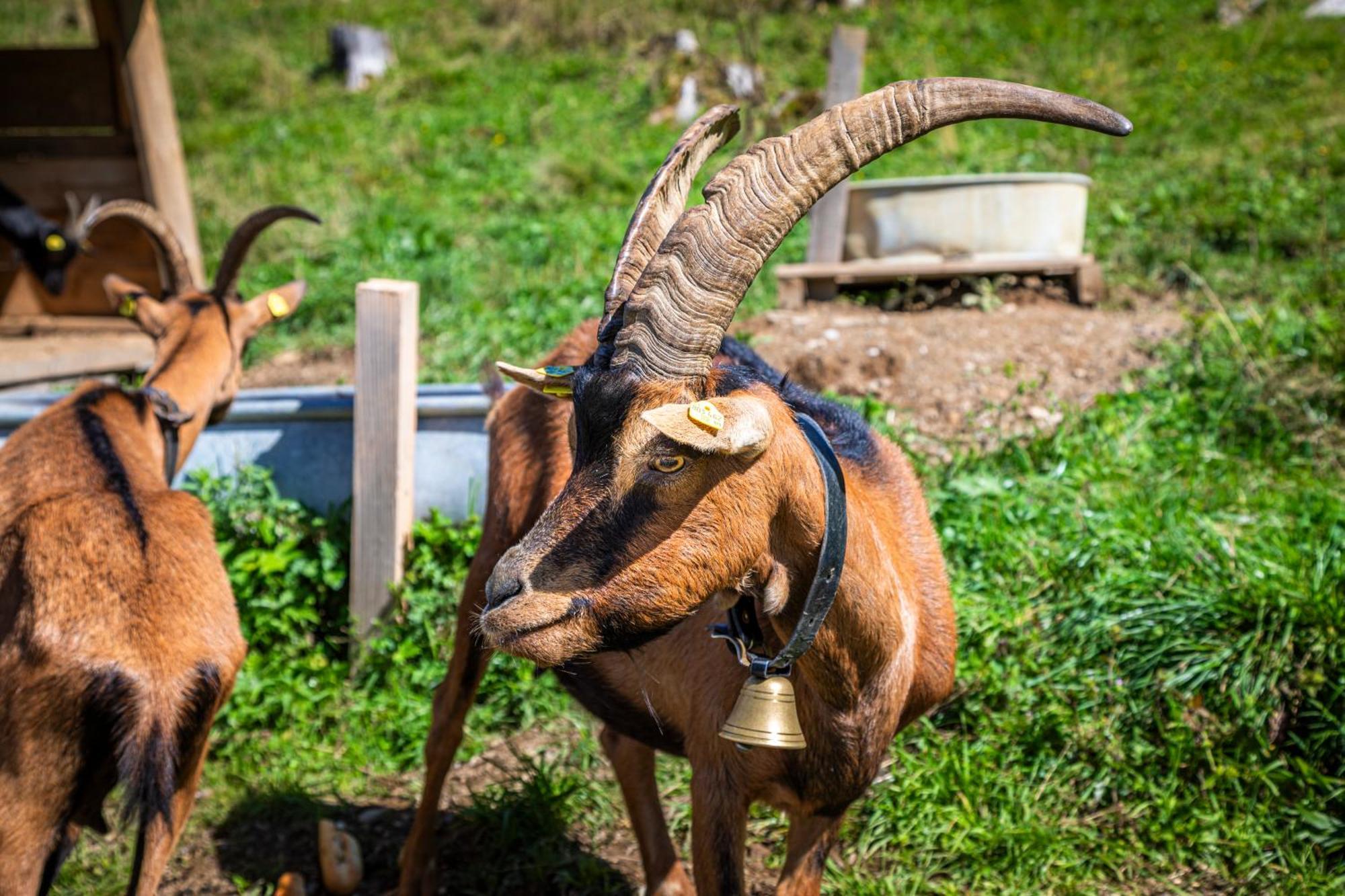 Taurachhof Astlehen Διαμέρισμα Alpendorf  Εξωτερικό φωτογραφία