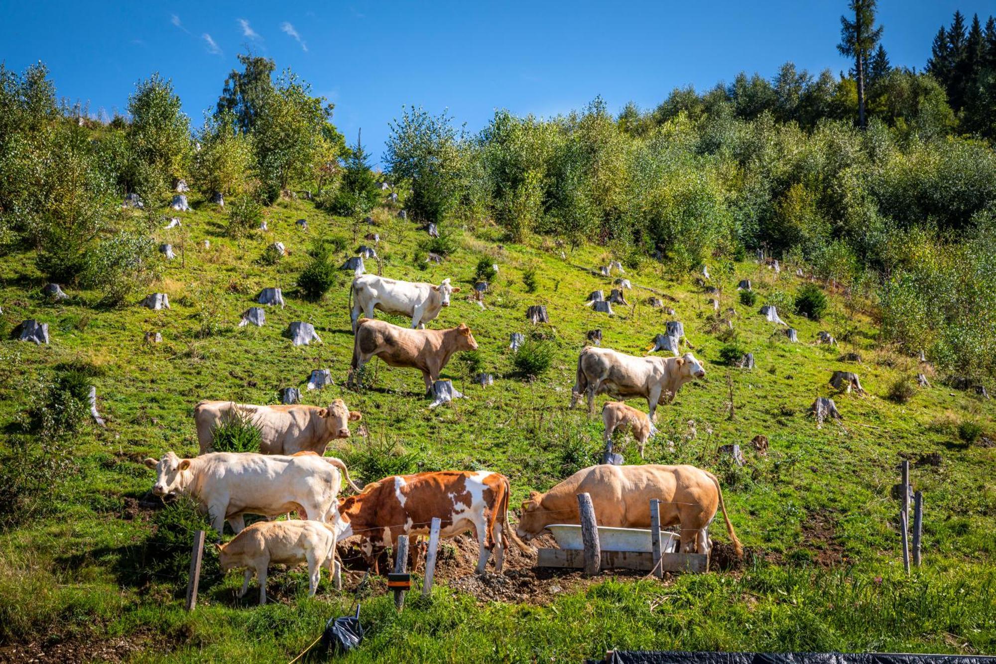 Taurachhof Astlehen Διαμέρισμα Alpendorf  Εξωτερικό φωτογραφία